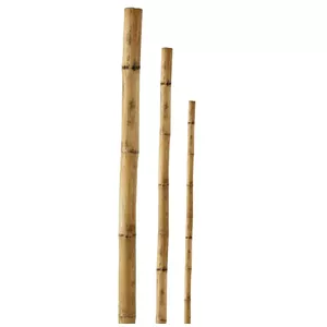 Mietiņš bambusa 120cm 1gb